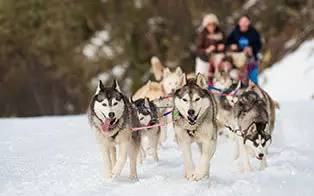 光你想都没想过的夏天！j9九游会登录滑雪看极(图2)